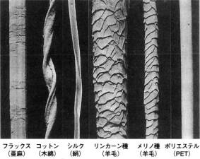 繊維.jpg 繊維.jpg