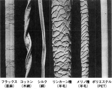 繊維.jpg 繊維.jpg